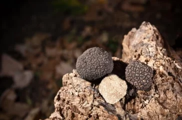 tartufi