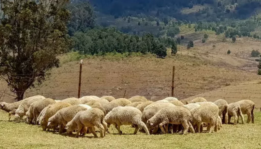 alleva la speranza 2