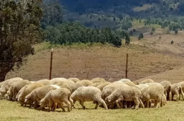 alleva la speranza 2