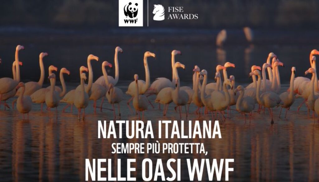wwf fise awards
