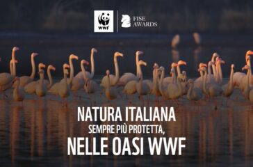 wwf fise awards