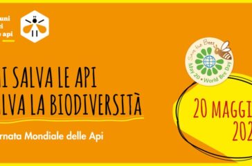 api
