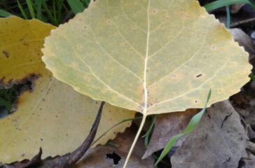 foglie