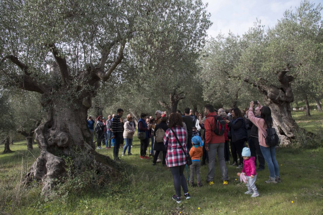 citta dell'olio venafro