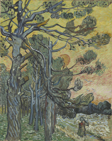 05 pini al tramonto