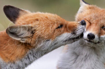 obiettivo terra 22 vincitrice