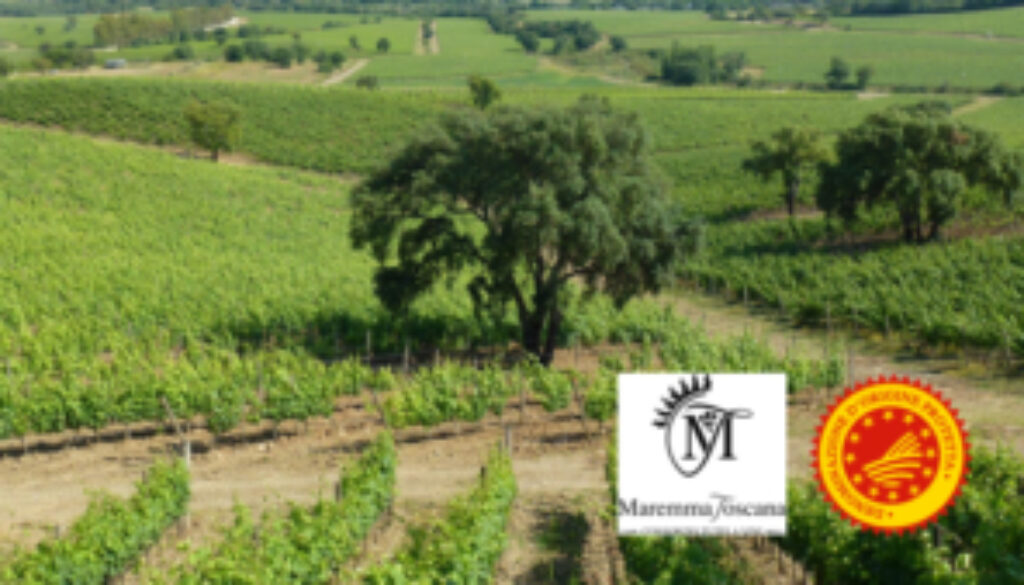 consorziovinimaremmatoscana 23