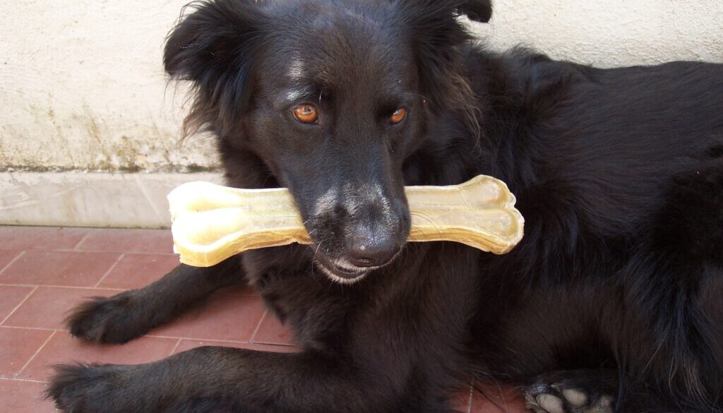 Baffi d’argento – Manuale per migliorare la vecchiaia dei cani