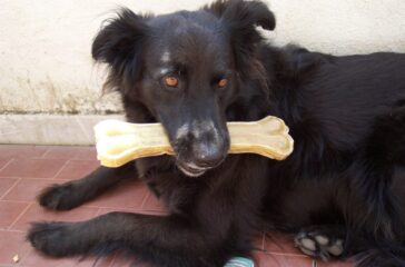 Baffi d’argento – Manuale per migliorare la vecchiaia dei cani