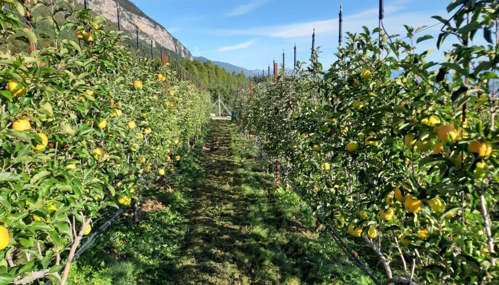 L’acqua delle mele della Val di Non