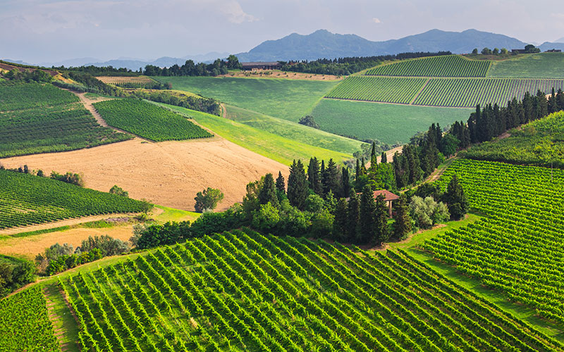 chianti colline
