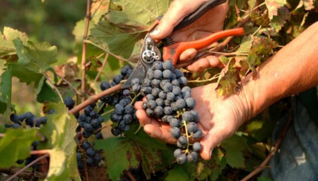 31a edizione di “Cantine Aperte in Umbria”