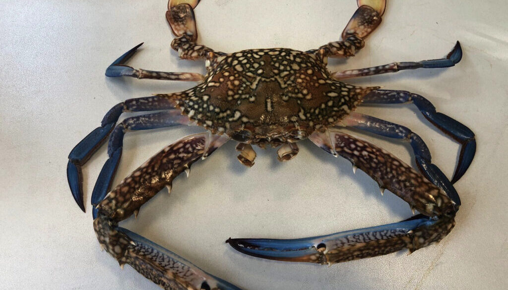 Una seconda specie di Granchio Blu