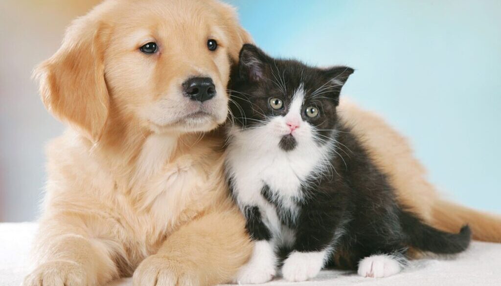 La Repubblica degli Animali