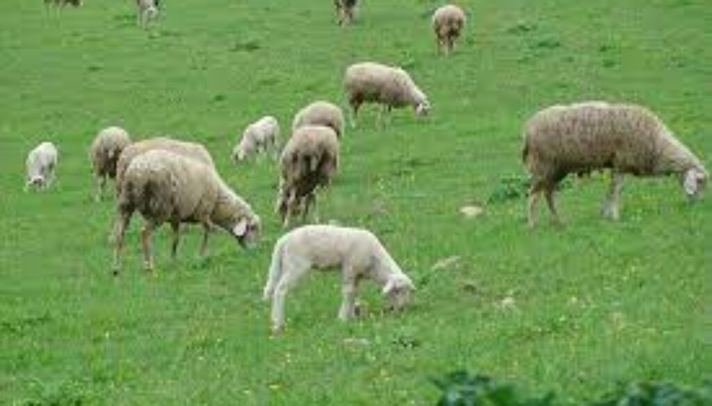 L’Agnello del Centro Italia IGP