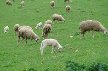 L’Agnello del Centro Italia IGP