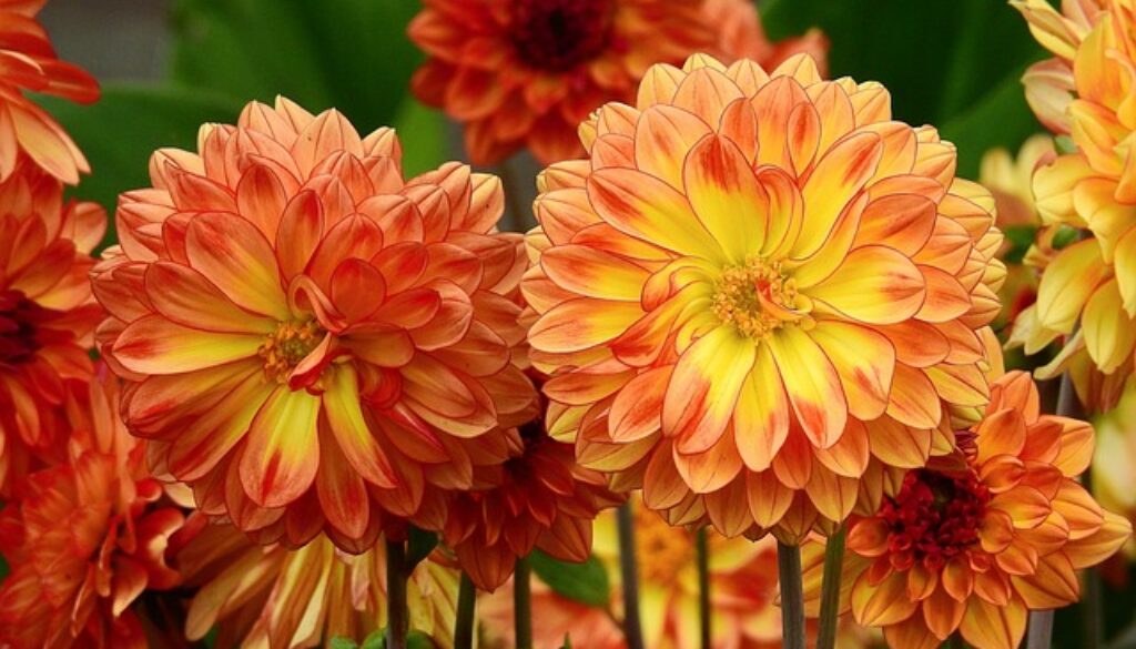 Nasce Fiori Italiani
